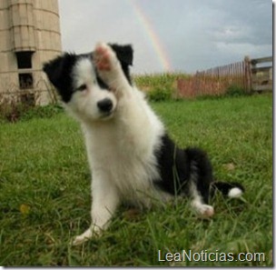 09-Border-Collie-300x293