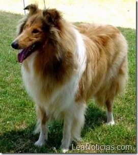 10-collie-comprar