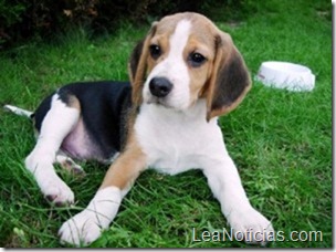 3-raza-beagle-300x224