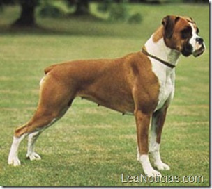 5-boxer-300x268
