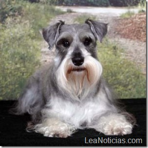 7-Schnauzer-imagen-300x300