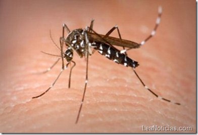 Aedes-Aegypti-mosquito