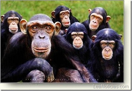 chimpances