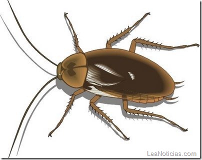 cucaracha