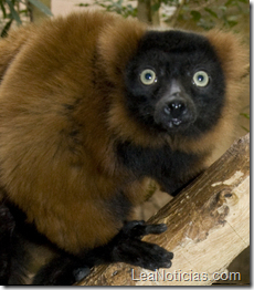 lemur