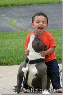 pitbull-and-child-