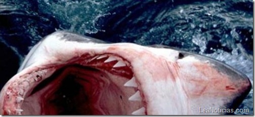 tiburon-asesino