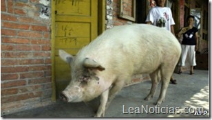 110919075410_curiosidades_cerdo_heroe_304x171_afp 110919075410_curiosidades_cerdo_heroe_304x171_afp