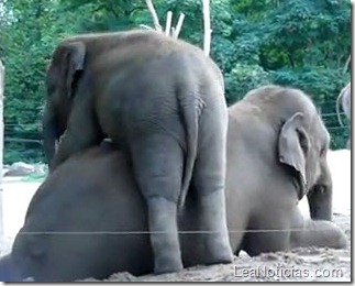 Mamá, Mamá, Mamá Gracioso video de un elefante bebe molestando a su mamá