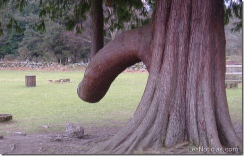 arbol-pene1