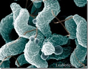 bacteria_gastrointestinal-300x236