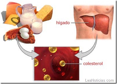 colesterol-info
