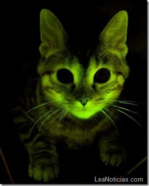 gato_fluorescente2-300x374