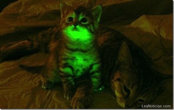 gato_fluorescente3-595x374