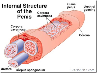 penis_structure