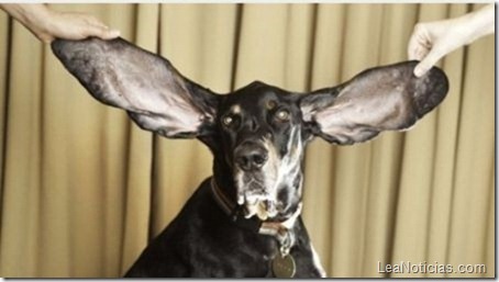 perro-orejon