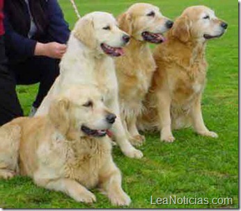 perros golden retriever mas barato imposible santiago region metropolitana chile__6490AB_1