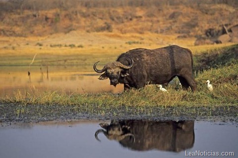 clip_image002 clip_image002