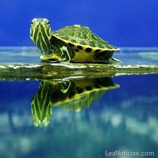 clip_image003 clip_image003