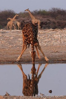 clip_image004 clip_image004