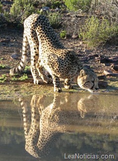 clip_image006 clip_image006