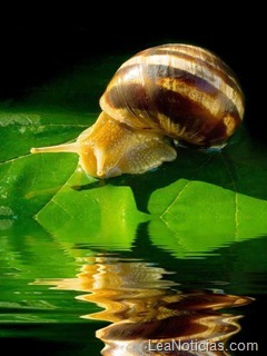 clip_image015 clip_image015