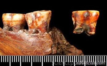 clip_image004 clip_image004