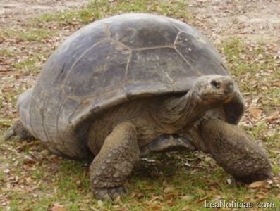 la_tortuga_uno_de_los_animales_mas_longevos