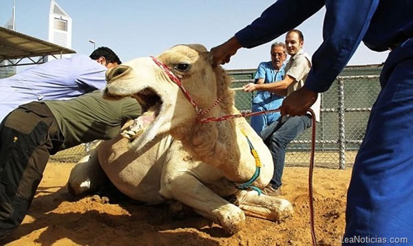 camello-come-veterinaria