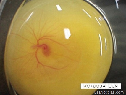 clip_image003 clip_image003