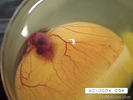 clip_image006 clip_image006