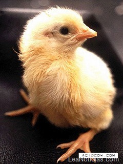 clip_image019 clip_image019