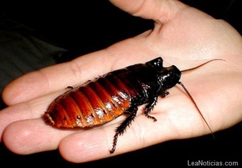 cockroach