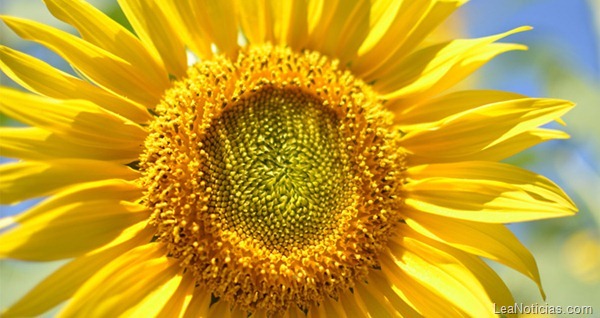 girasol1