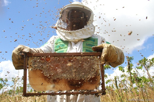 Gobernación apoya producción de miel en Monagas FOTO 2