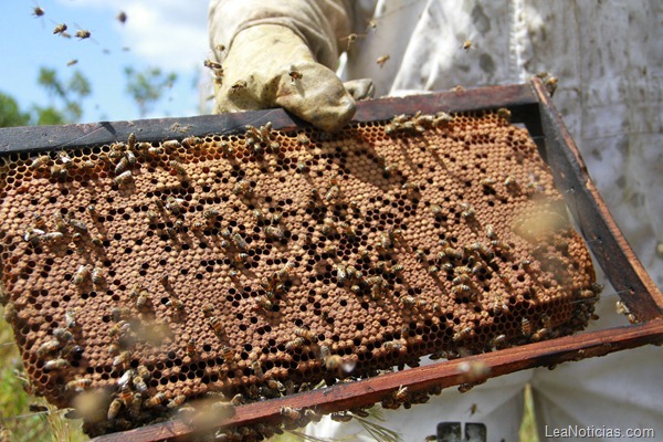 Gobernación apoya producción de miel en Monagas FOTO 3