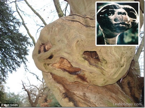 arbol-parecido-ET-extraterrestre-1