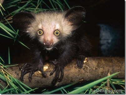 aye-aye-03