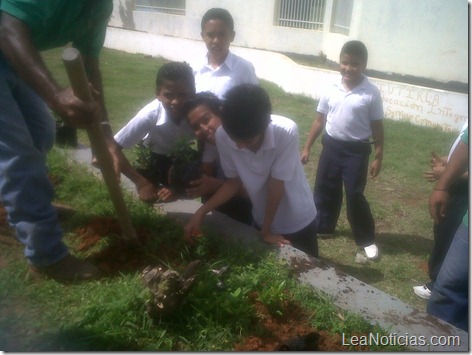 Foto arborización