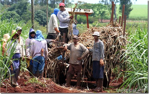 Ribeirão Preto 20/12/2005 
trabalhadoras rurais, trabalhando no plantio da cana para a safra do próximo ano
na usina  São Matinho, em Ribeirão Preto. 