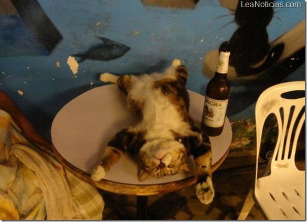 gatito-borracho