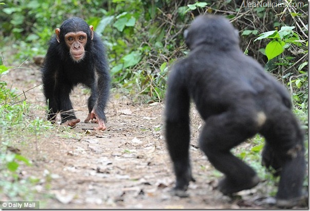 Cient_ficos_africanos_advierten_que_comer_monos_y_simios_podr_a_causar_el_pr_ximo_VIH_01