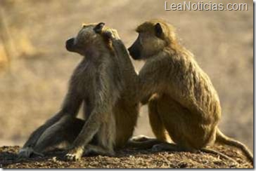babuinos-estatus-salud