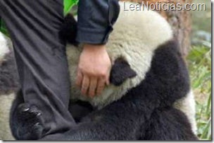 cute-panda-hug-earthquake_200