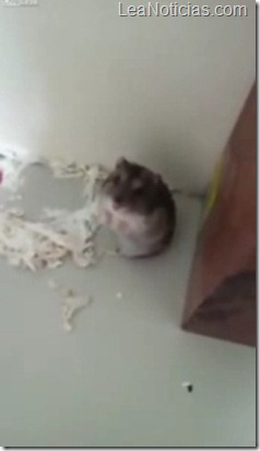 hamster se hace el muerto