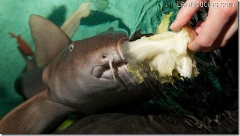 hand-feeding-shark.jpg.492x0_q85_crop-smart