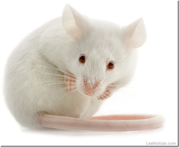 raton blanco