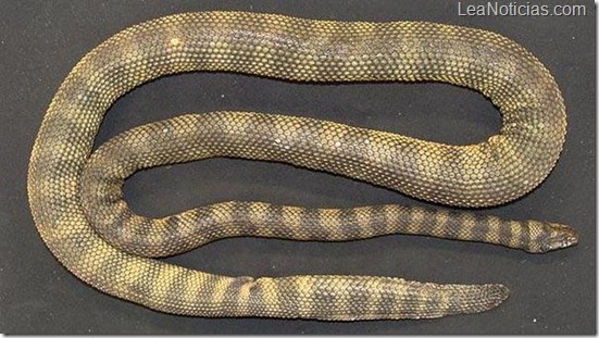 serpiente-venenosa-644x362