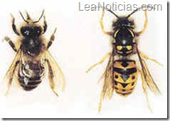 Abejas y avispas