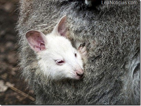 Nació un canguro albino en Alemania